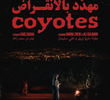 Coyotes
