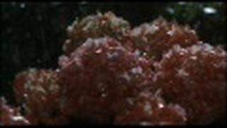 Trailer: Kuchu Teien, (2005)