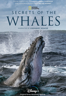 O Segredo das Baleias (Secrets of the Whales)