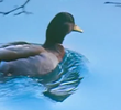 Canards