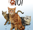 Cats 101