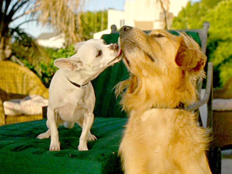 Foto 1 de Chiuaua também!