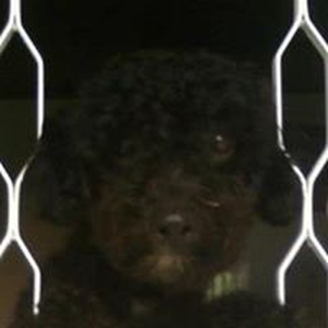 Foto de perfil de Andreia