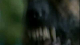 Trailer: Os Selvagens (Trailer)