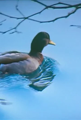 Poster 1 de Curta Canards (1984)
