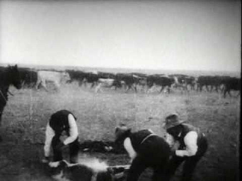 Foto 1 de Branding Cattle