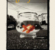 Goldfish