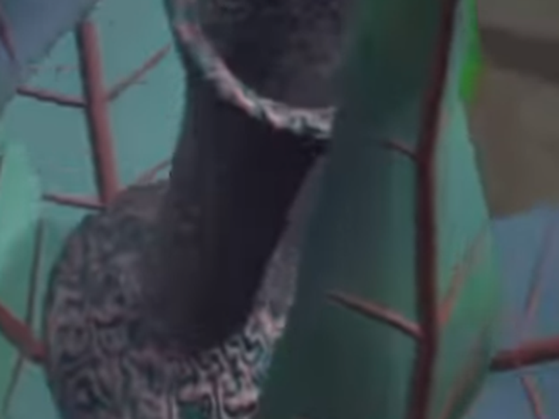 Foto 1 de Panspermia