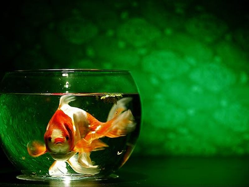 Foto 10 de O Fabuloso Destino de Amélie Poulain