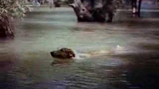 Trailer: Lassie Come Home (1943) trailer Elizabeth Taylor