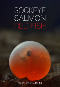 O Salmão Vermelho (Nerka. Ryba krasnaya)