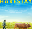 Harestay