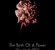 The Birth of a Flower