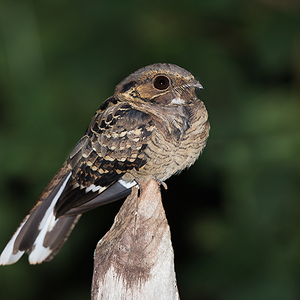 Foto de perfil de Gerson