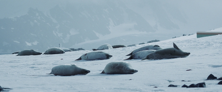 Antártica Por Um Ano, documentário de Julia Martins, ganha trailer