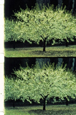 Quiproquo (Quiproquo)