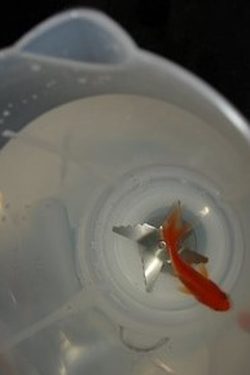  de Curta Pelo Olho do Peixe Gordo (2008)