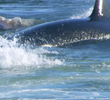 Killer Whale Island