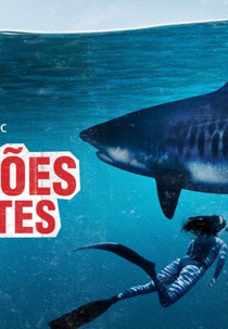 Tubarões Gigantes (World's Biggest Tiger Shark)