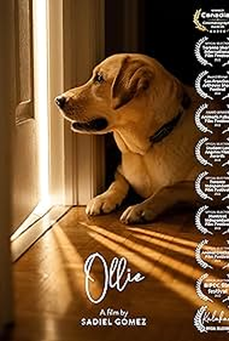 Poster 1 de Curta Ollie (2022)