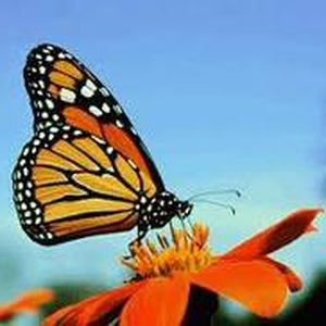 Foto de perfil de Yolanda