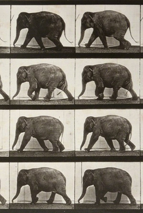 Elephant Walking - Poster / Capa / Cartaz - Oficial 1