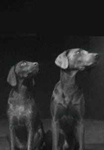 Two Dogs & Ball (Dog Duet)