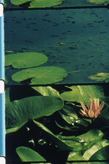 Bouquets écologiques 21-30 (Bouquets écologiques 21-30)