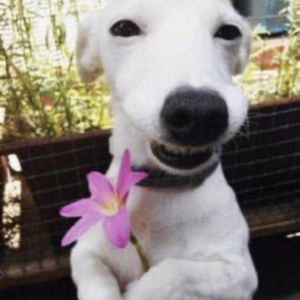 Foto de perfil de Marcella