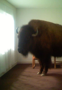 Migration (Migration)