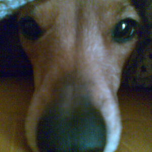 Foto de perfil de Lui Rigon