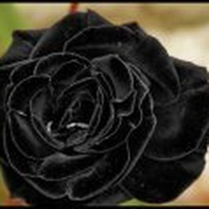 Foto de perfil de Paulo Storti