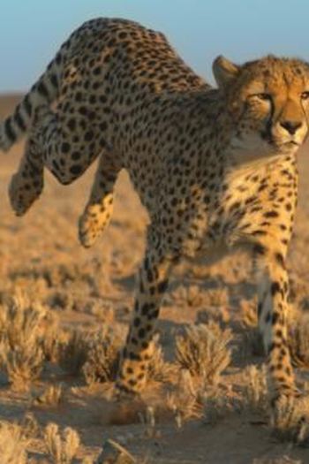 Poster de Episódio Growing up Cheetah (2020)
