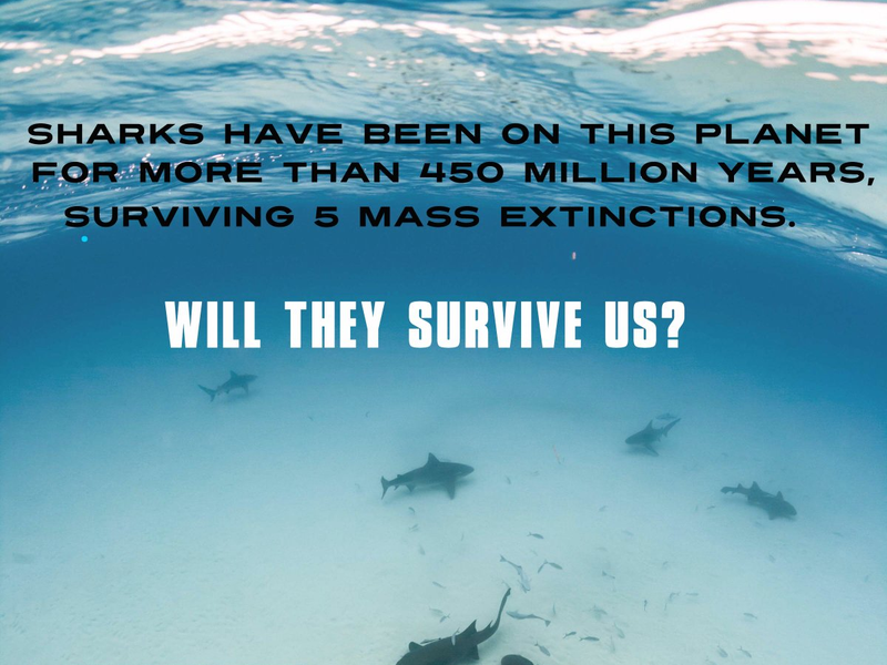 Foto 3 de Sharkwater Extinction