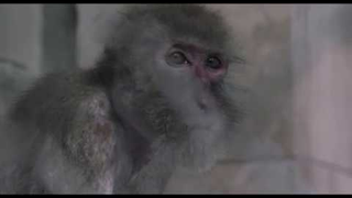 Trailer: TARZAN'S TESTICLES - INTERNATIONAL TRAILER