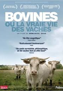 Bovinos ou a Verdadeira Vida das Vacas (Bovines: A Cows Life)