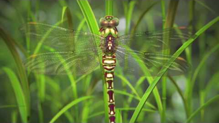 Trailer: Nature by Numbers