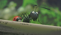 Pitada de Cinema Cult: Minuscule – La Vallée des Fourmis Perdues (Minúsculo - O Vale das Formigas Perdidas)