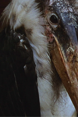 Ray's Birds (Ray's Birds)