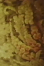 Song 6: The Painted Veil Via Moth-Death (Song 6: The Painted Veil Via Moth-Death)