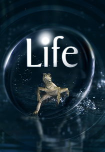 Vida (Life)