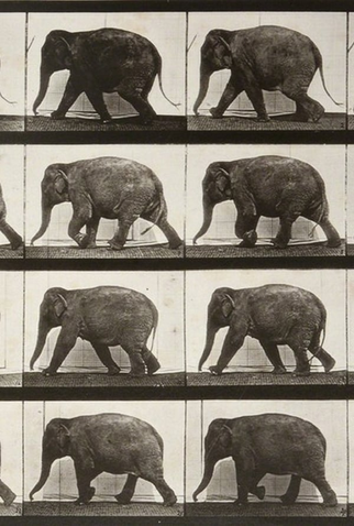 Poster 1 de Curta Elephant Walking (1887)