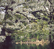 Lendas da Floresta de Epping