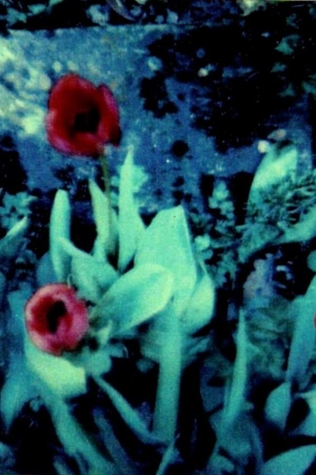 Poster de Curta Kleist (1993)