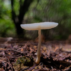 Foto de perfil de Francisco Silvestre