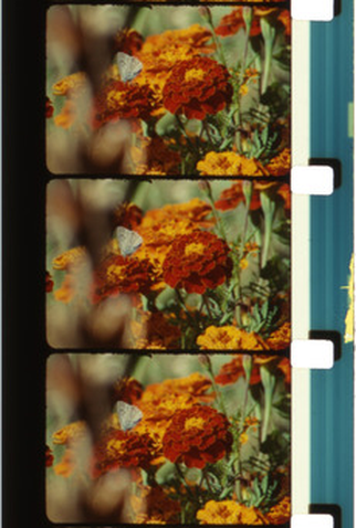 Poster 1 de Curta Foryannfromrose (2014)