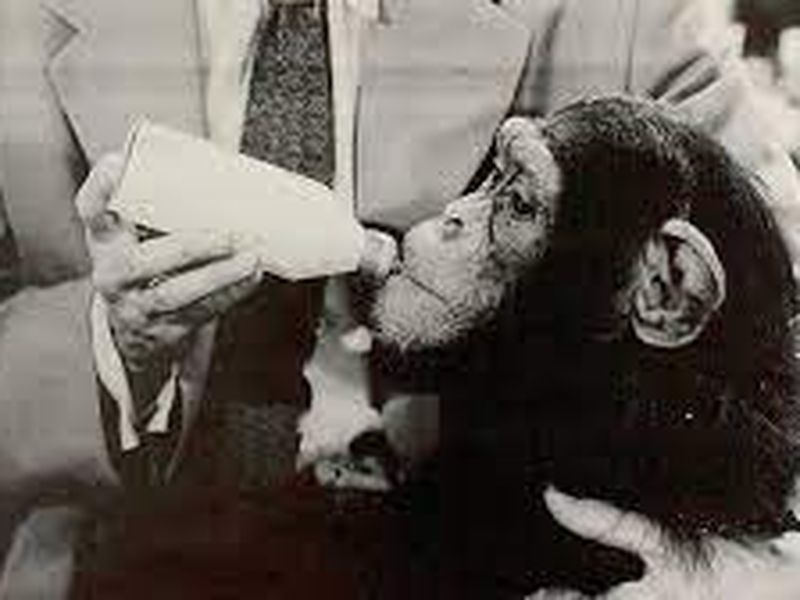 Foto 1 de Crazy Animals