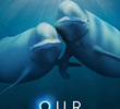 Our Oceans