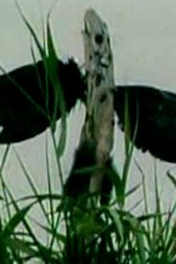  de Curta Uma Balada Sobre a Floresta Verde (1983)