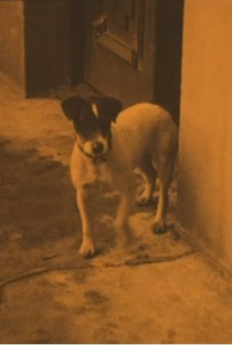 Spot the Urbanora Dog - Poster 1